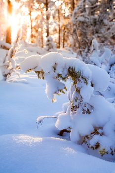 Sunshine through trees in snow covered winter forest