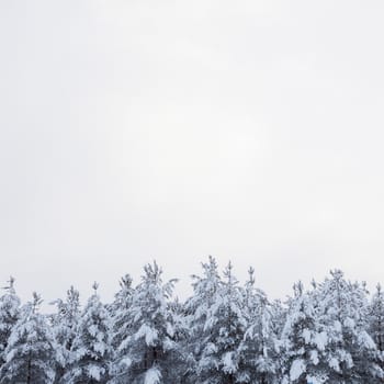 Snow covered trees and overcast sky
