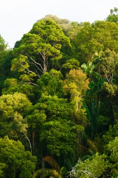 View of rainforest canopy