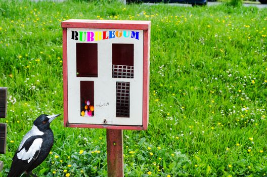 Age defective gumball machine was stolen from the content, sitting in front of a magpie. Perhaps the thief?
