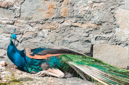 Male Indian peacock lying in front of a stone wall