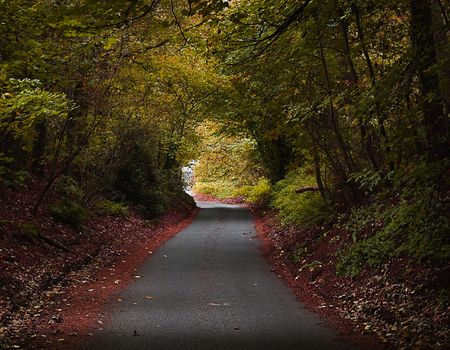 autumn trees in a lane