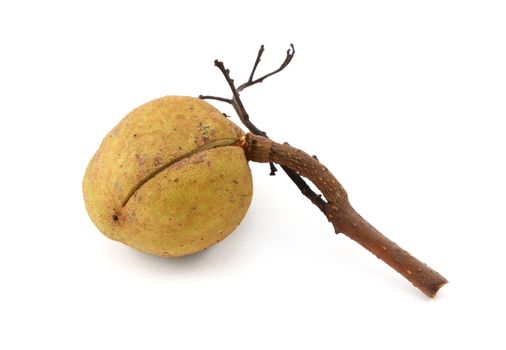Smooth red horse chestnut seed case, isolated on a white background