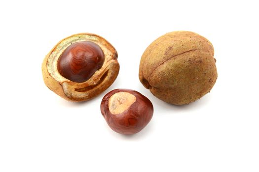Ripe conkers in open and unopened smooth seed capsules from a red horse chestnut tree, isolated on a white background