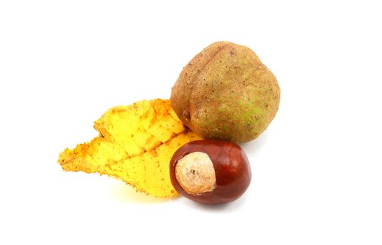 Yellow autumn leaf from a red horse chestnut with conker and characteristic smooth seed case, isolated on a white background