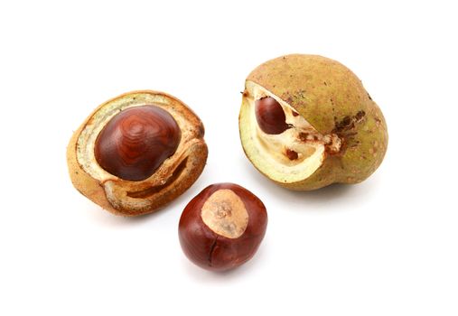 Conker and opened seed cases from a red horse chestnut tree, isolated on a white background
