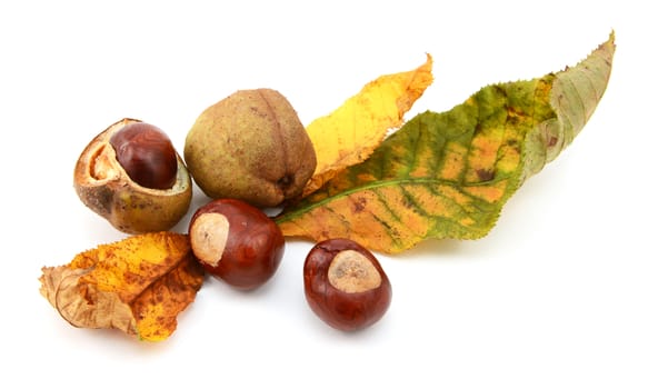 Yellow and green fall foliage from a red horse chestnut with conkers and smooth seed cases, isolated on a white background