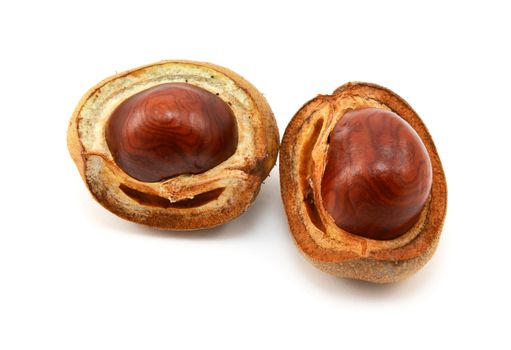 Shiny brown conkers in smooth cases broken open from a red horse chestnut, isolated on a white background