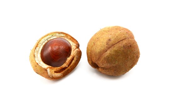 Open and closed seed cases of the red horse chestnut tree, isolated on a white background