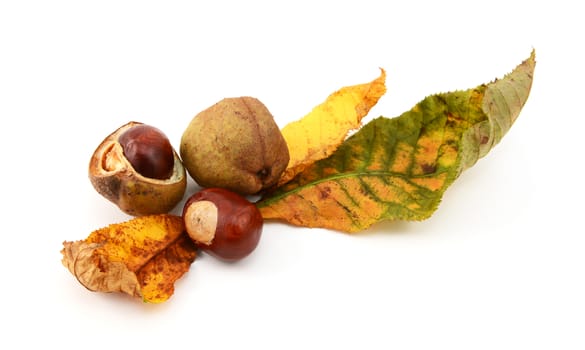 Autumnal leaves with conkers and characteristic smooth seed cases from a red horse chestnut, isolated on a white background