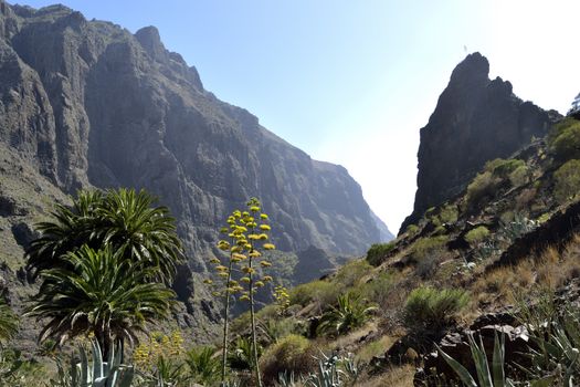 walk throuh the Masca canyon, Tenerife, Spain. beautiful and steep gorge.