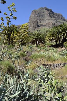 walk throuh the Masca canyon, Tenerife, Spain. beautiful and steep gorge.