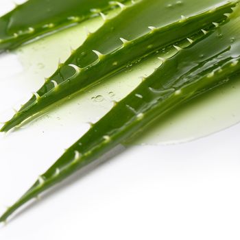 Medicine. Aloevera on a white background