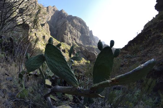 walk throuh the Masca canyon, Tenerife, Spain. beautiful and steep gorge. Fisheye lens