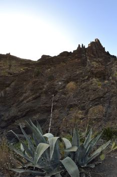 walk throuh the Masca canyon, Tenerife, Spain. beautiful and steep gorge. Fisheye lens