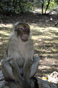 portrait of a monkey in a faorest in Rocamadour, France