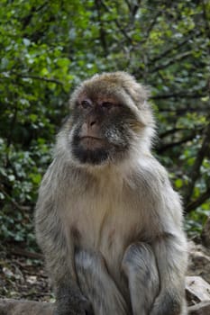 portrait of a monkey in a faorest in Rocamadour, France