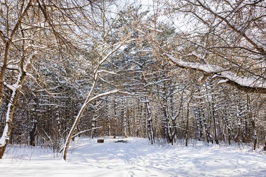 Trees covered with snow in frozen winter forest