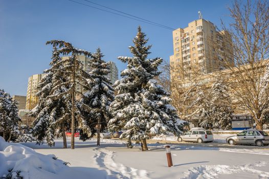 Snow-covered firs trees in city park, buildings at background
