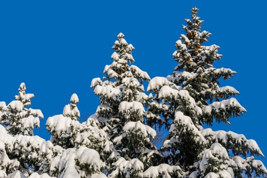Several tall snow covered fir trees on blue sky background