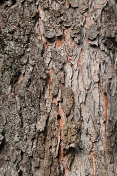 Tree Bark Over. Crust Of The forest tree