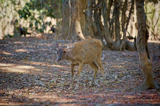 A deer walking in the wilderness of Komodo national park