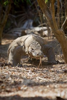 Komodo Dragon walking in the wild on Komodo Island