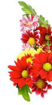 Frame of Colorful Daisy Chrysanthemum (Chrysantheme) with Leafs and Buds isolated on white background