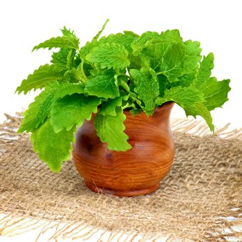 Bunch of Perfect Fresh Green Lemon Balm Leafs in Wooden Pot on Sackcloth isolated on white background