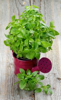 Fresh Raw Green Basil Leaves with Water Drops in Purple Watering Can and Bunch closeup on Rustic Wooden background