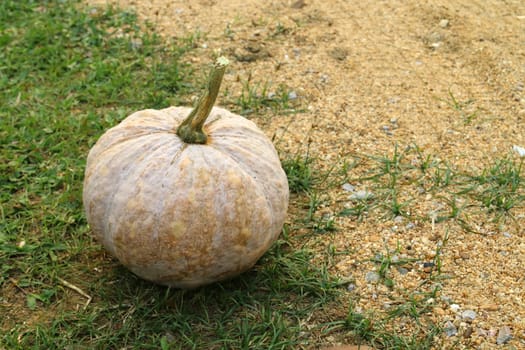 ripe pumpkin on the ground.