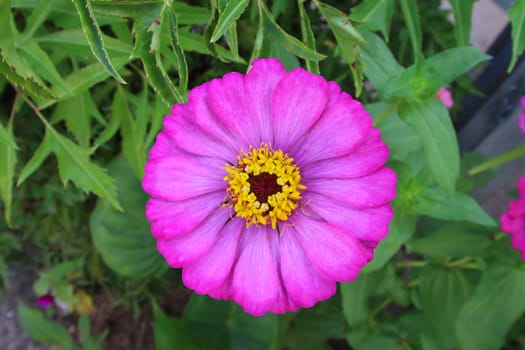 The flower name zinnia is blooming.