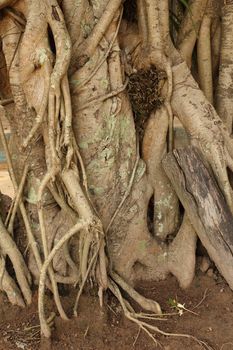 The image of yellow root of trees.