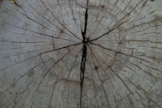 The surface of tree cut made be a chair.