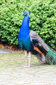 Peacock with blue plumage in front of green hedge