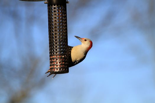 Red-bellied Woodpecker female on bird feeder in afternoon sun