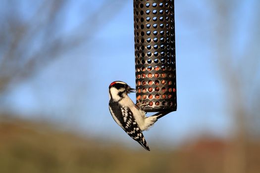 Woodpecker Downy male on feeder in afternoon sun