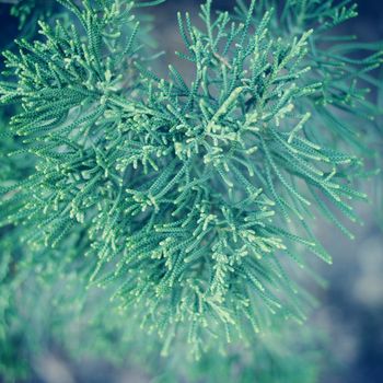 Fresh and green pine tree with retro filter effect 