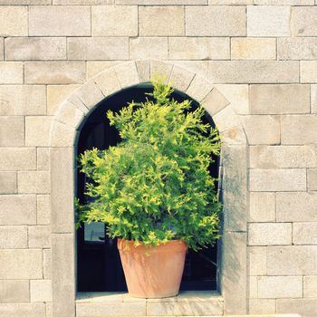 Green plant on stone wall with retro filter effect