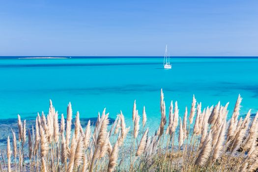 White sail boat at the beautiful turquoise blue mediterranean Pelosa beach near Stintino,Sardinia, Italy.