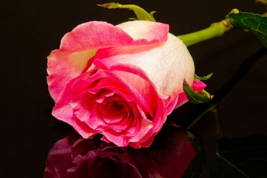 pink rose flower on black background close up