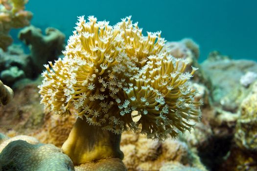 coral reef with soft coral at the bottom of tropical sea