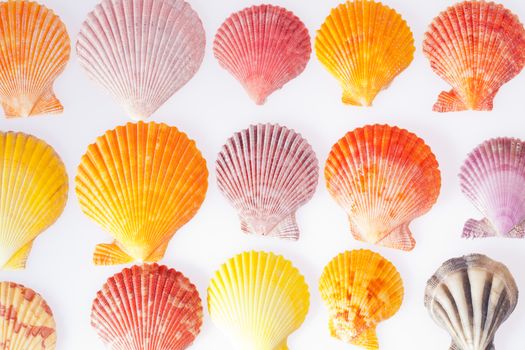 collection of various colorful seashells on white background 