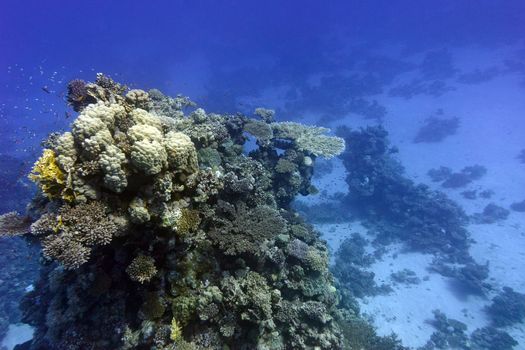 coral reef with hard corals  at the bottom of tropical sea on blue water background
