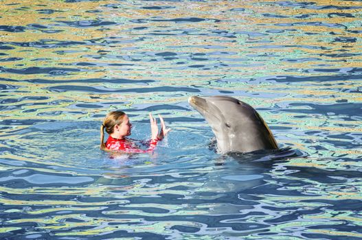 MIAMI,US - JANUARY 24,2014:Instructor perform with Dolphin at show, at the Miami Seaquarium.Founded in 1955,the oldest oceanarium in the United States,the facility receives over 500,000 visitors annually 