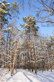 Trees covered with snow in frozen winter forest