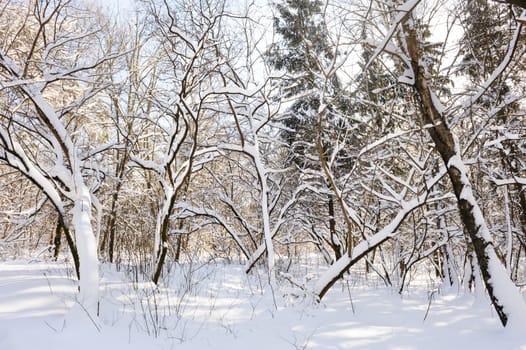 Trees covered with snow in frozen winter forest