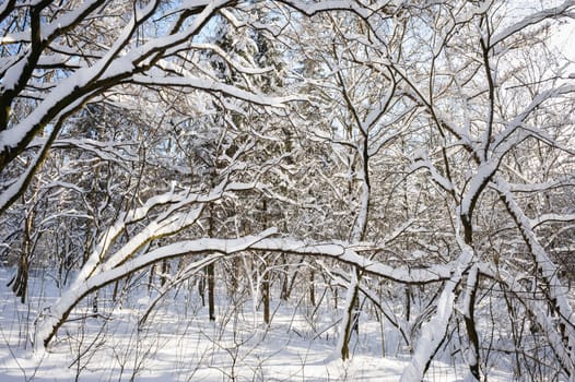 Trees covered with snow in frozen winter forest