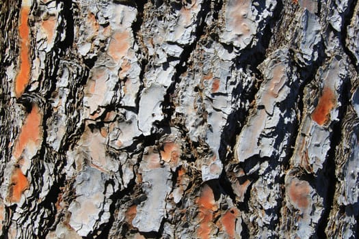 Tree Grunge texture background.