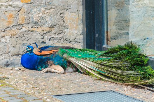 Head of a peacock set against the background of its beautiful tail.